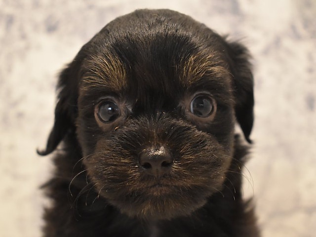 群馬県のハーフ犬 (ペッツワン伊勢崎店/2024年4月20日生まれ/女の子/ブラック)の子犬